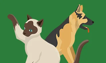 cães e gatos