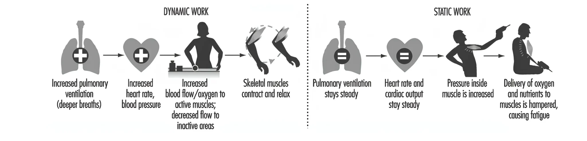 esforço muscular dinâmico e estatico